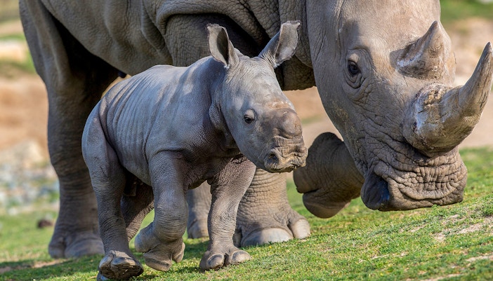 Rhino calf walking beside adult at San Diego Zoo Safari Park.