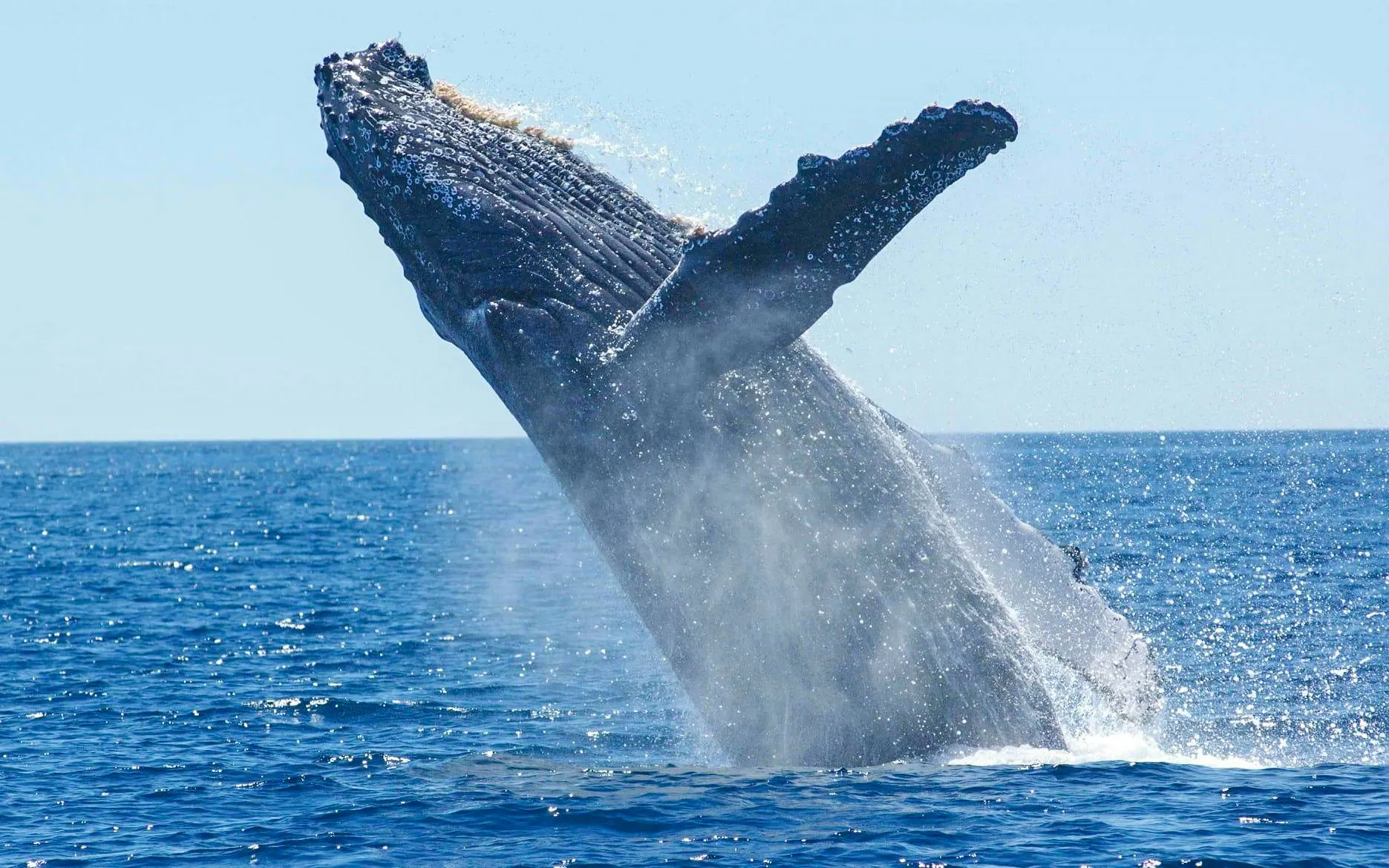 Humpback whale breaching near Amelia Rose yacht on Reykjavík whale watching cruise.