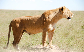 da arusha: safari “big five” in campeggio nel serengeti e nel cratere di ngorongoro, con partecipazione di gruppo-1