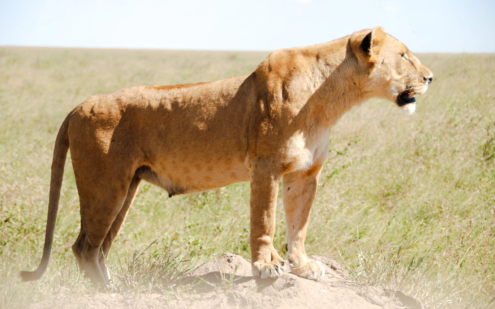 From Arusha: Serengeti & Ngorongoro Crater Group-Joining Camping Big Five Safari (Product 53661)