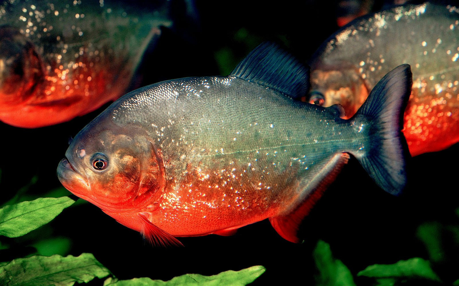 Red-bellied Piranhas