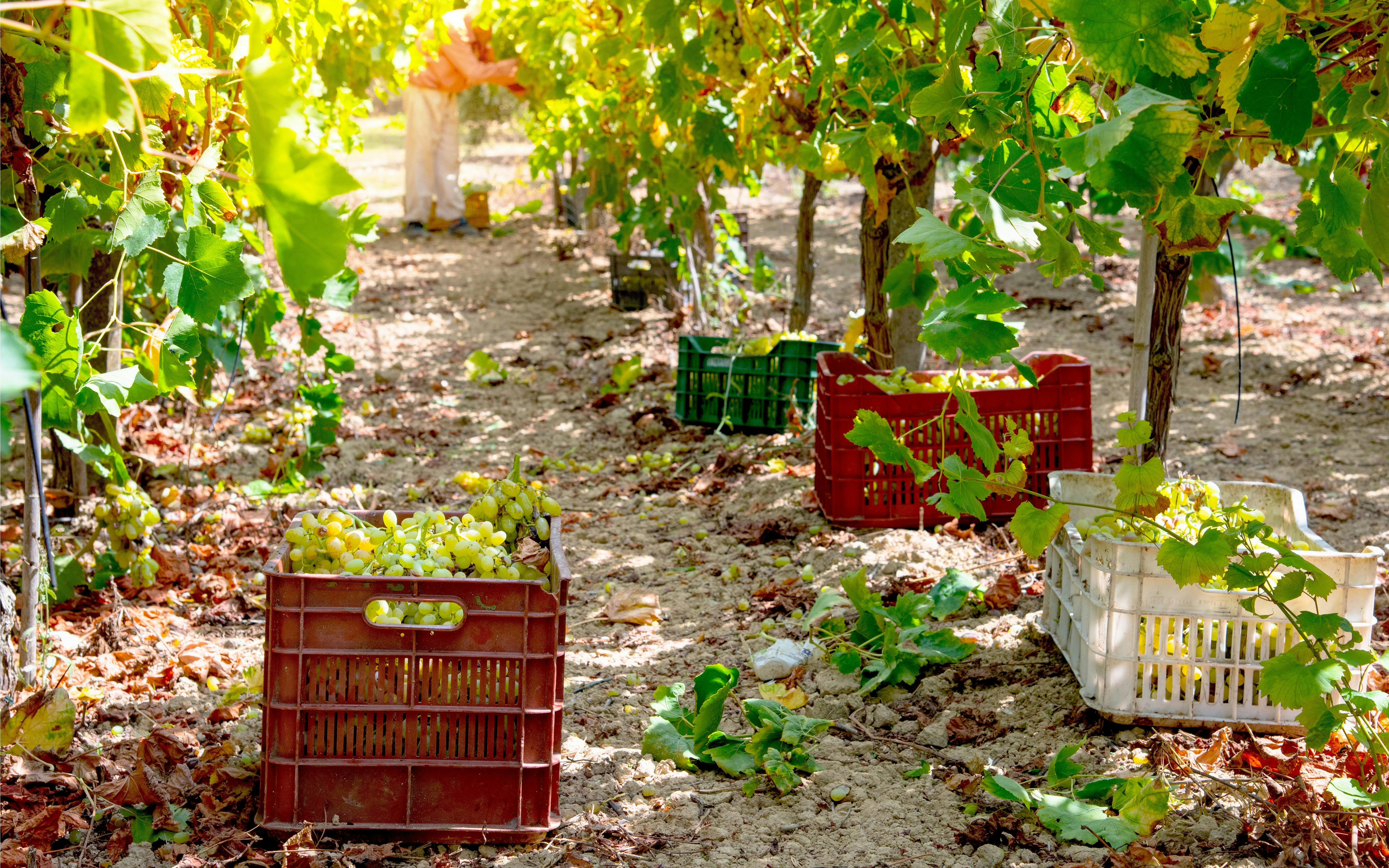 Grape harvest in vineyard with crates, Greece.