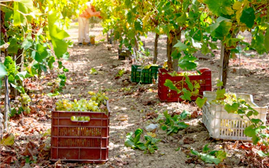 Grape harvest in vineyard with crates, Greece.