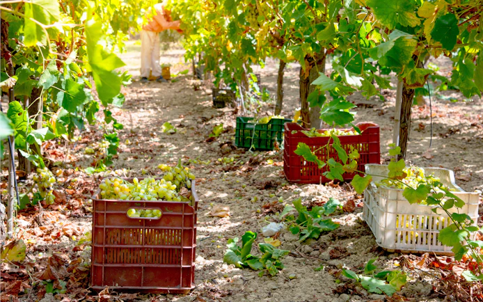 Grape harvest in vineyard with crates, Greece.