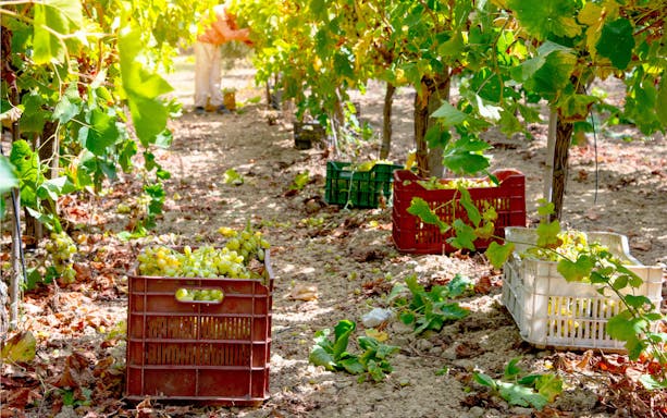 Grape harvest in vineyard with crates, Greece.