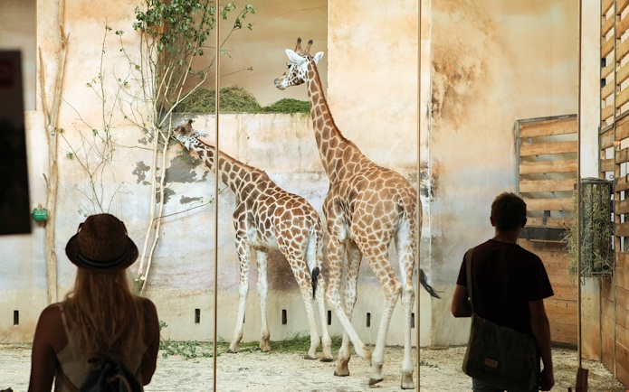 Giraffes in Prague Zoo enclosure viewed by visitors, part of Prague Card tour.
