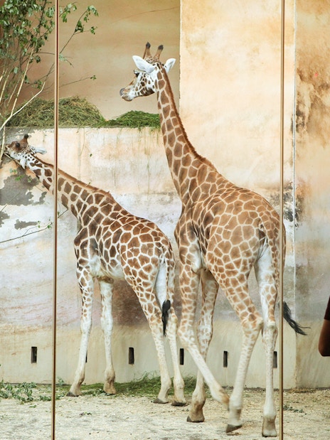 Giraffes in Prague Zoo enclosure viewed by visitors, part of Prague Card tour.