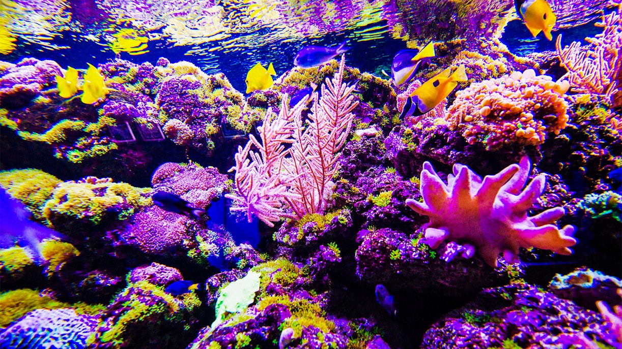 SEA LIFE Sydney