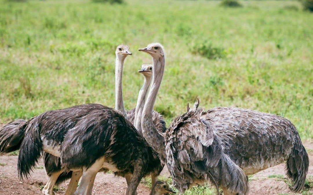 Ostriches in Nairobi National Park grassland during safari.