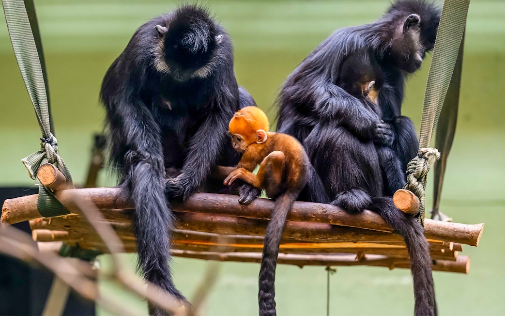 Family of primates sitting on a wooden platform at Whipsnade Zoo.