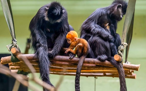 Family of primates sitting on a wooden platform at Whipsnade Zoo.