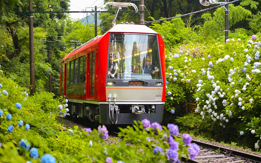 Hakone Tozan train traveling through lush greenery and hydrangeas in Japan.