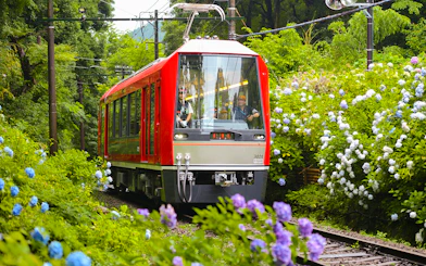 Hakone Tozan train traveling through lush greenery and hydrangeas in Japan.
