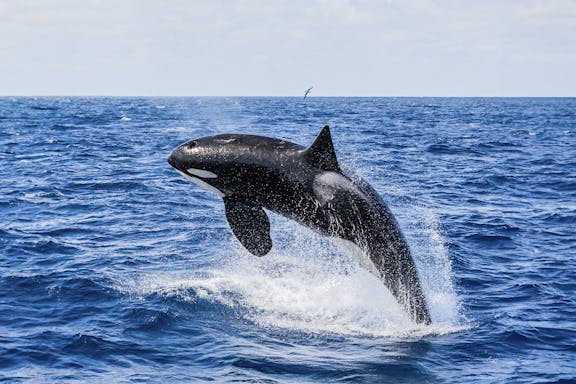 killer whale-watching expedition in bremer canyon-5