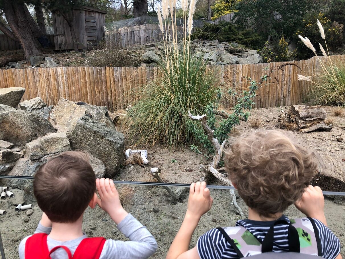 Children observing penguins at Edinburgh Zoo.