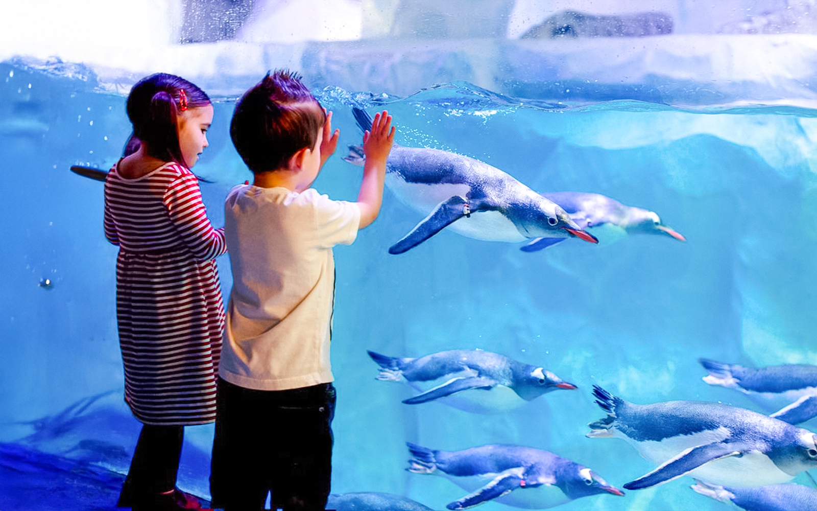 Children observing penguins swimming at SEA LIFE London Aquarium.