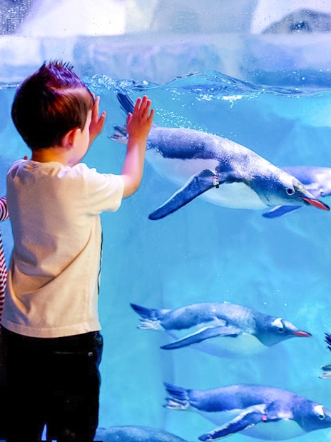 Children observing penguins swimming at SEA LIFE London Aquarium.
