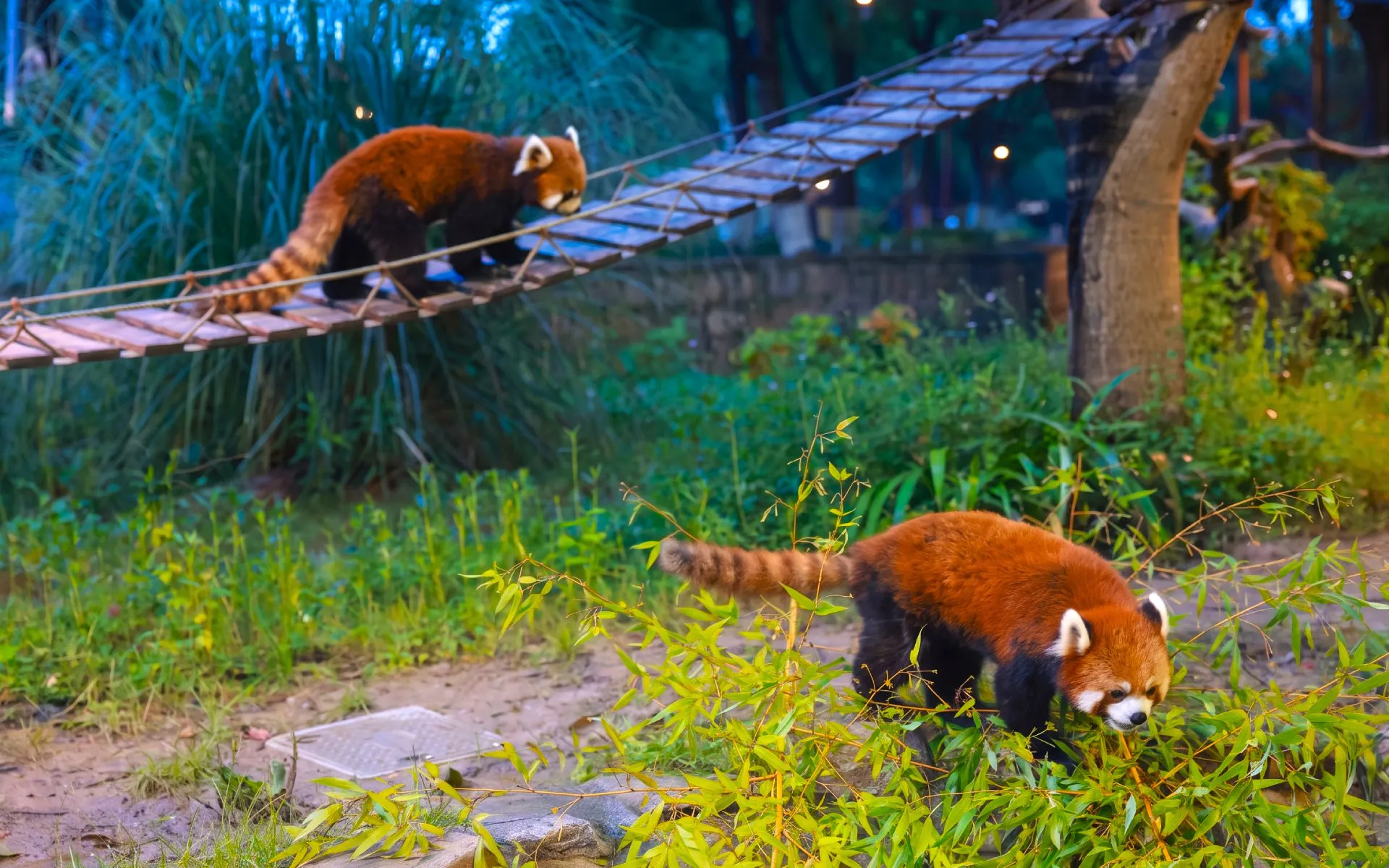 Red pandas exploring habitat at Shanghai Wild Animal Park.