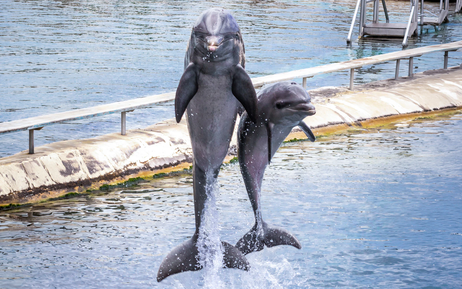 Two dolphins leaping from the water at a Hawaii aquarium.