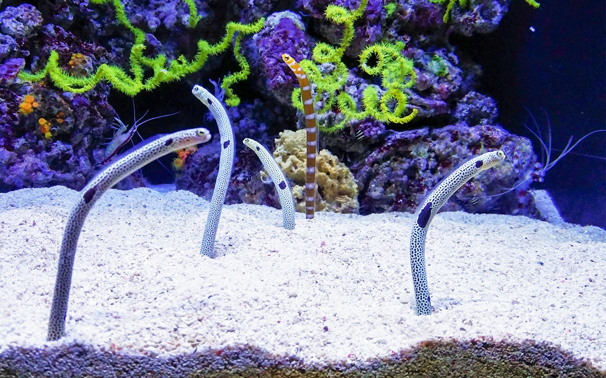 Garden eels in sand at Lisbon Oceanarium exhibit.