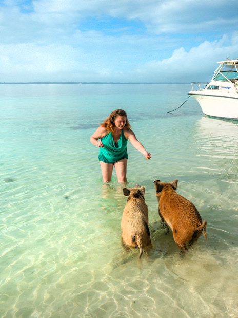 Woman feeding pigs in clear water near a boat at Rose Island, Nassau, Bahamas.