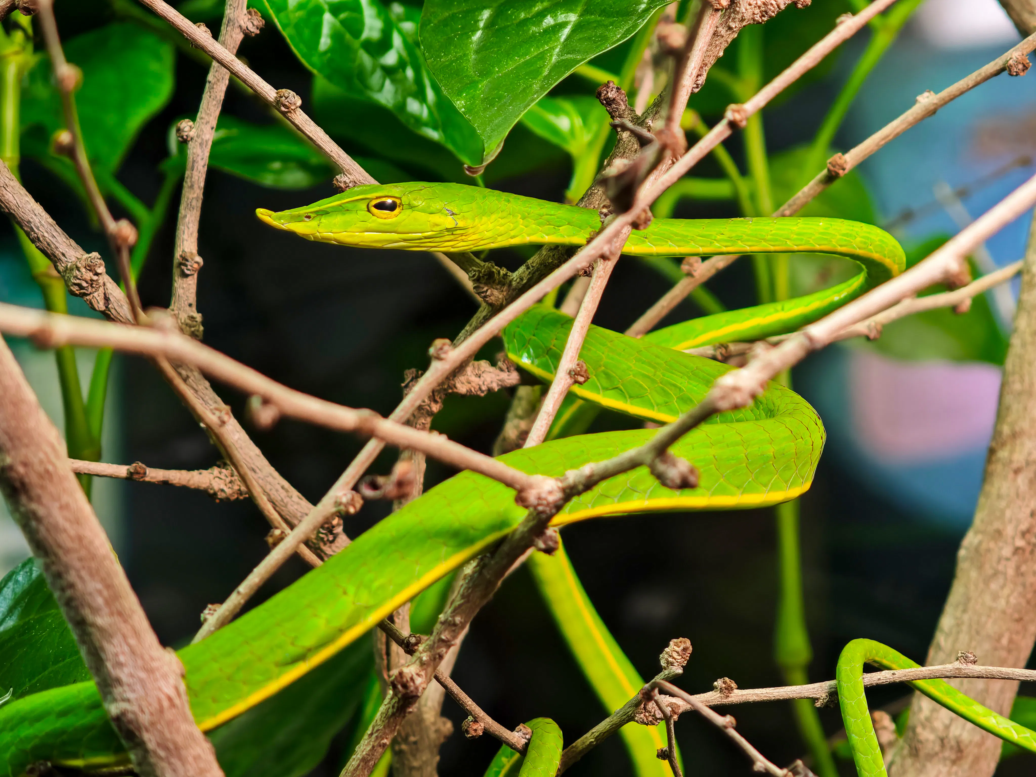Green snake coiled on branches at Angkor Wildlife and Aquarium, Siem Reap.