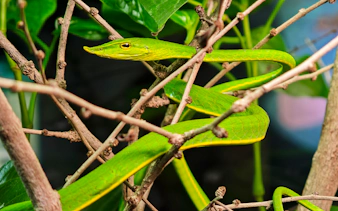Green snake coiled on branches at Angkor Wildlife and Aquarium, Siem Reap.