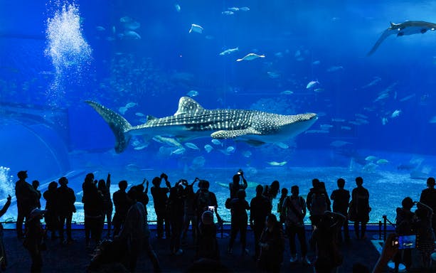 Visitors viewing a whale shark at Okinawa Churaumi Aquarium, Japan.