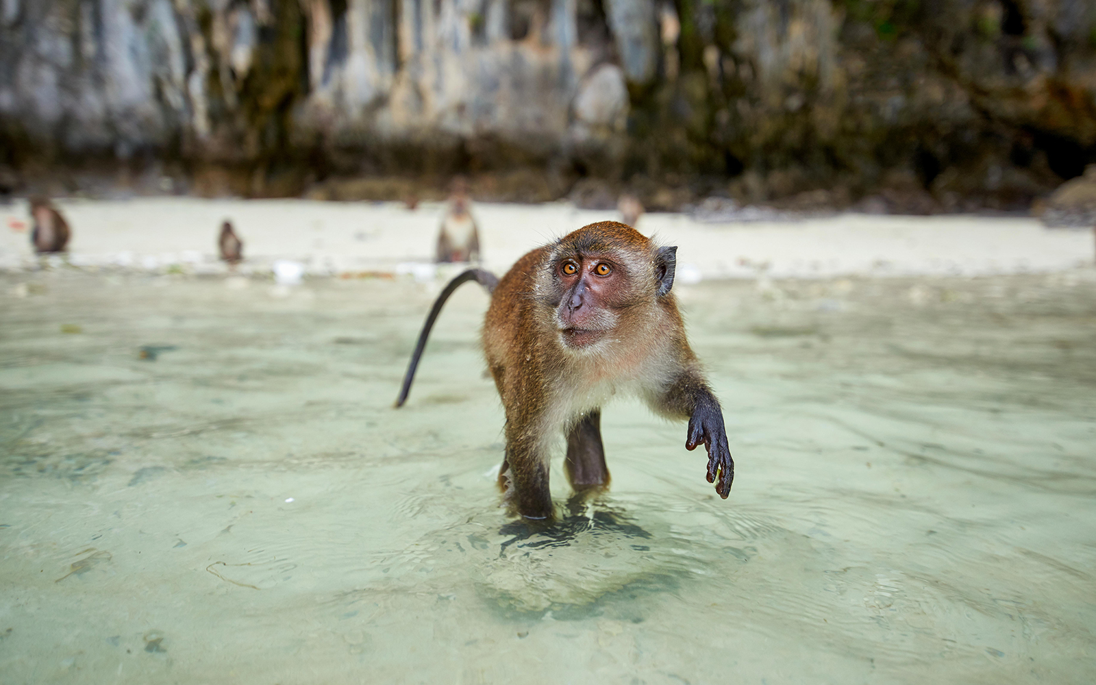 Monkey wading in shallow water on Monkey Beach, Phi Phi Islands.