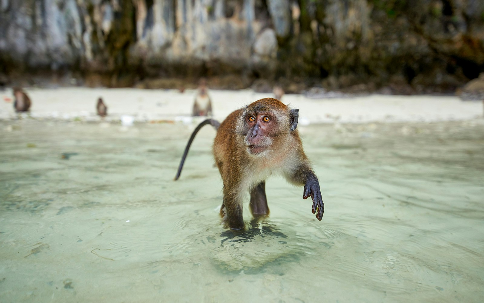 Monkey Beach - Things To Do in Phi Phi Island
