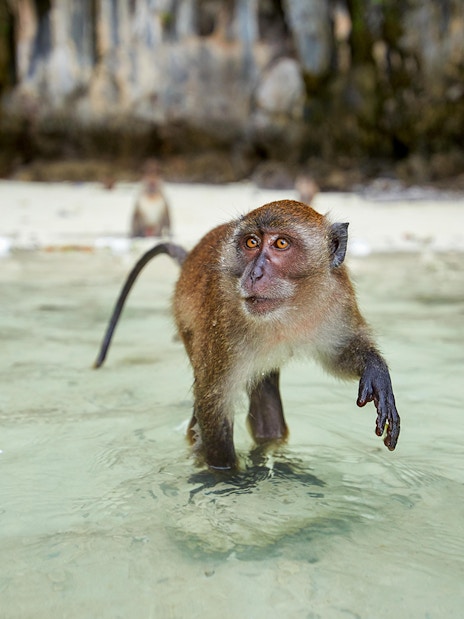 Monkey wading in shallow water on Monkey Beach, Phi Phi Islands.