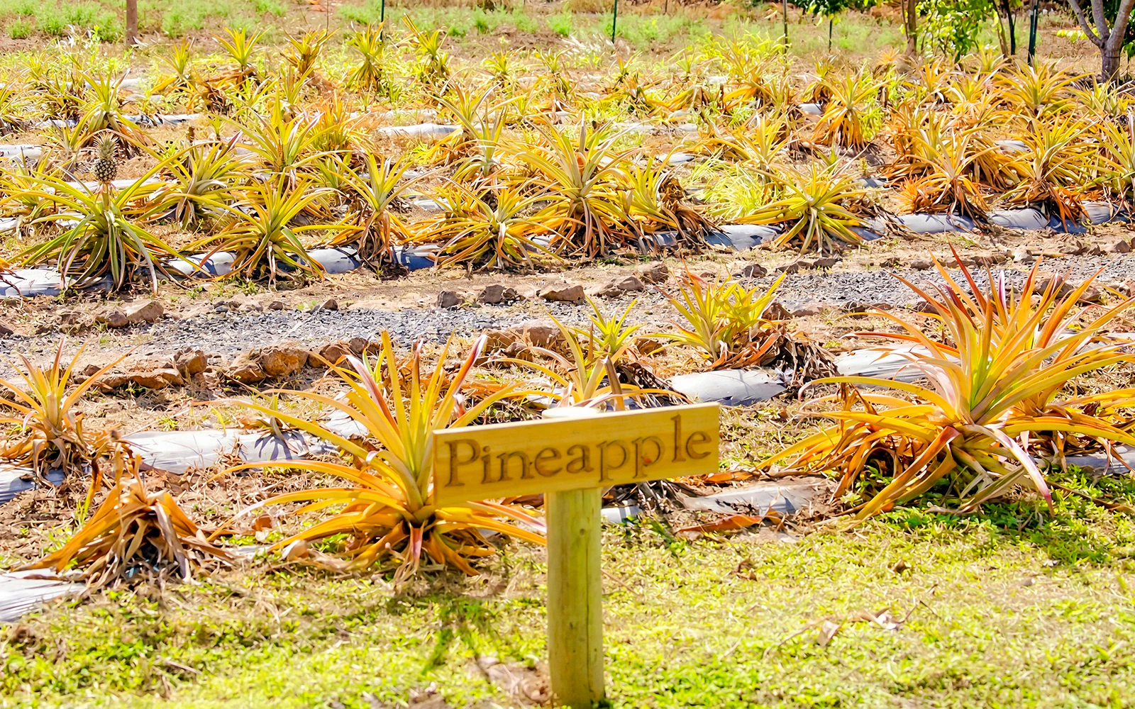 Growing pineapple plants