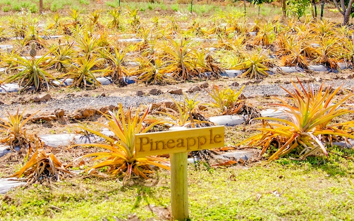 Pineapple plants growing in rows at a plantation farm with a wooden sign.