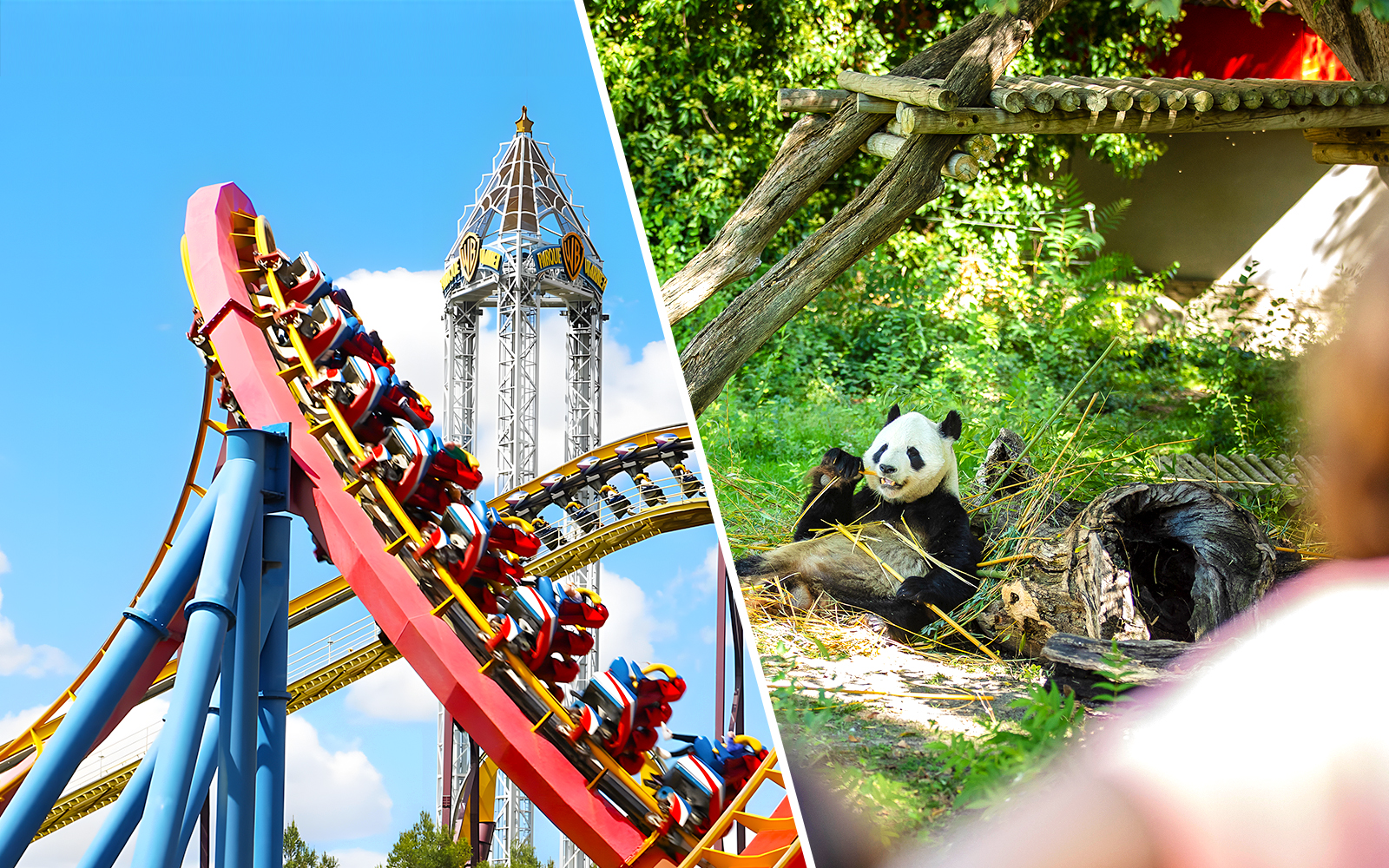 Parque Warner roller coaster loop and panda at Zoo Aquarium Madrid.