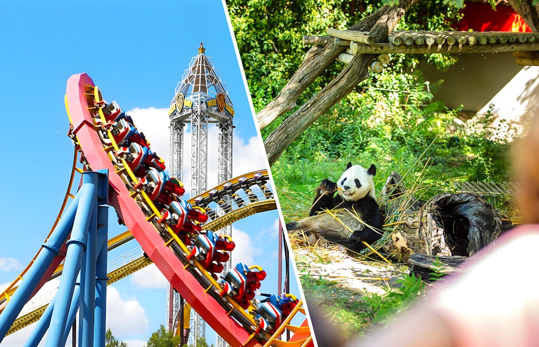Parque Warner roller coaster loop and panda at Zoo Aquarium Madrid.