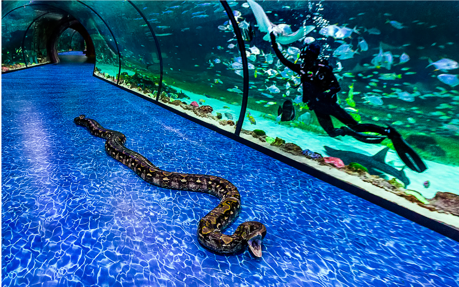 Snake in underwater tunnel at National Aquarium Abu Dhabi with diver and fish in background.