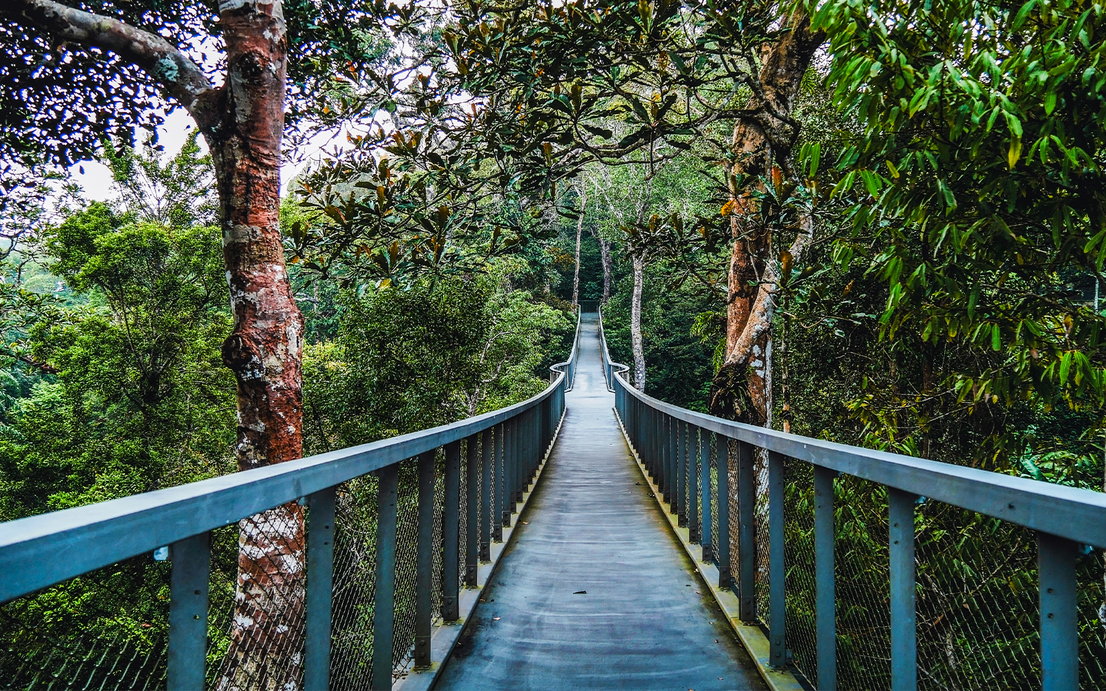 Tourists enjoying the Langur Way Canopy Walk at Habitat Penang Hill, Malaysia amidst lush greenery