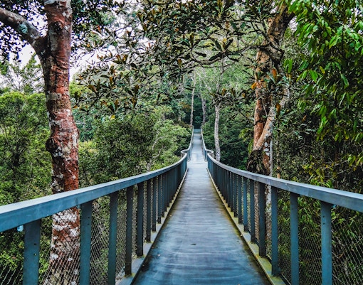Tourists enjoying the Langur Way Canopy Walk at Habitat Penang Hill, Malaysia amidst lush greenery