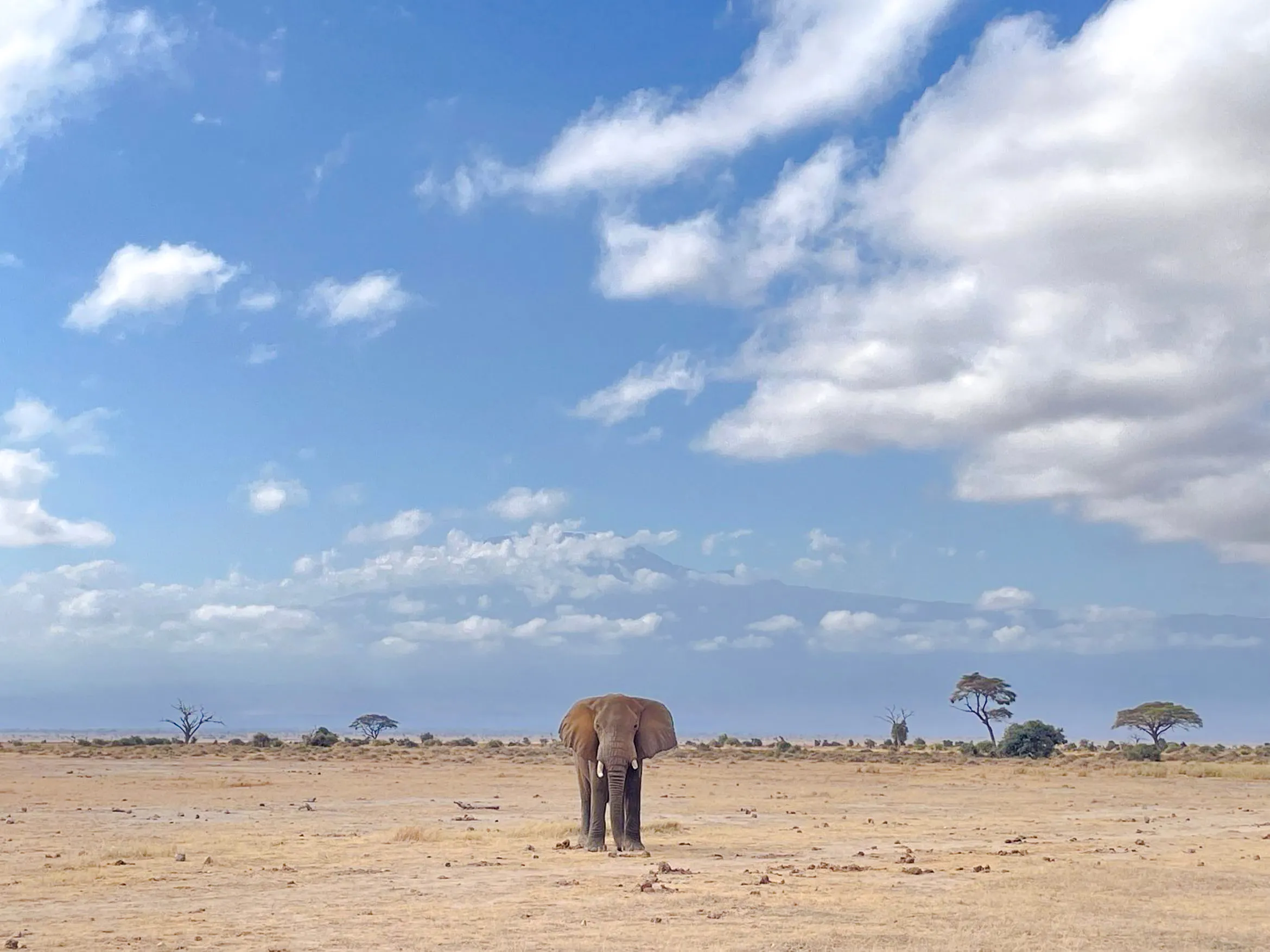 Elephant in Amboseli National Park with Mount Kilimanjaro in the background, Kenya.