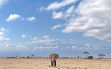 Elephant in Amboseli National Park with Mount Kilimanjaro in the background, Kenya.