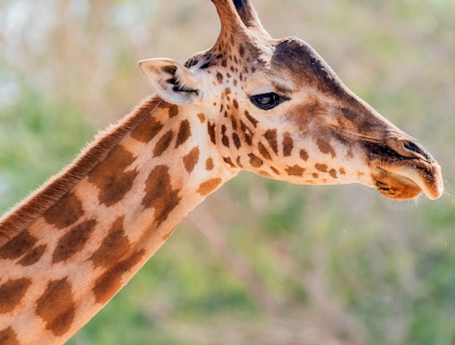 Giraffe at Al Ain Zoo in Abu Dhabi.