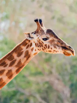Al Ain Zoo