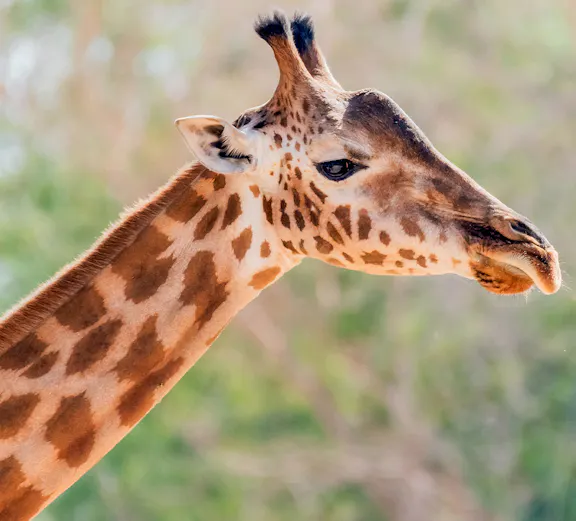 Giraffe at Al Ain Zoo in Abu Dhabi.