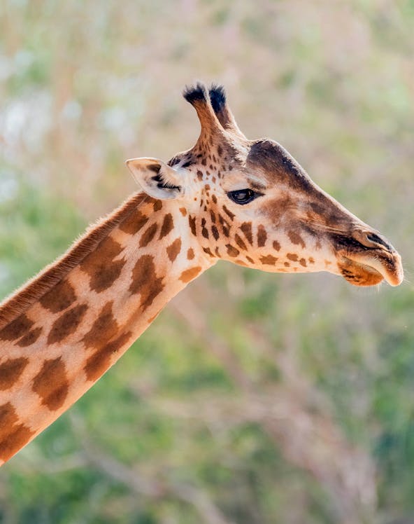 Giraffe at Al Ain Zoo in Abu Dhabi.