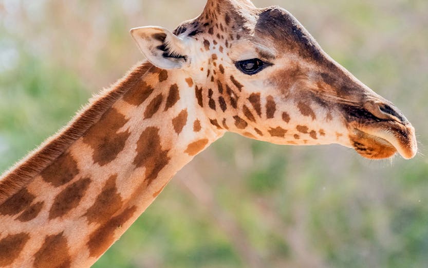 Giraffe at Al Ain Zoo in Abu Dhabi.