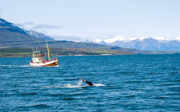 Boat and whale tail in ocean near Terceira Island, Azores, with mountains in background.
