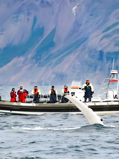 Guests whale watching on RIB speedboat in Akureyri with whale tail visible.
