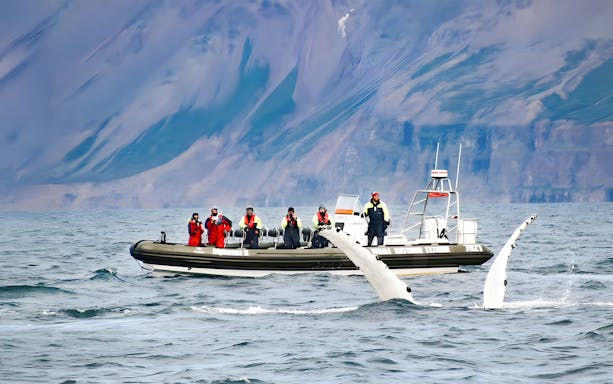 Guests whale watching on RIB speedboat in Akureyri with whale tail visible.