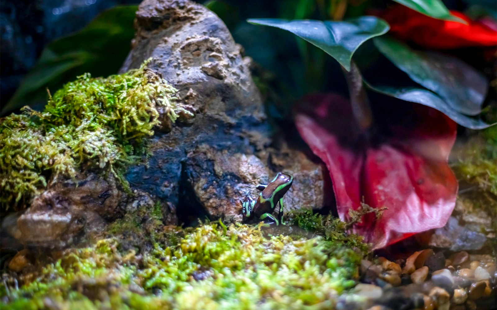 Close-up view of a vibrant Poison Dart Frog at SEA LIFE Bangkok, a popular aquarium tour destination in Thailand