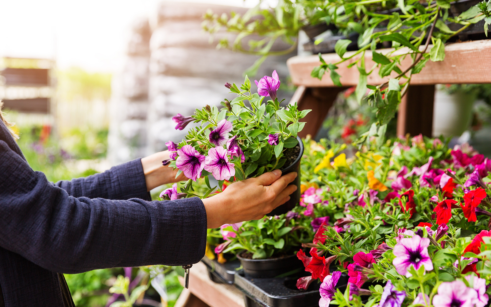 Woman buying petunia flowers in Amsterdam Market.